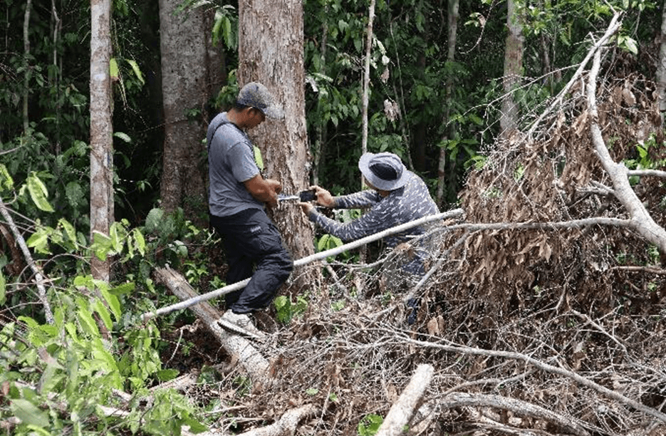 Tak Ada Lagi Ramin Di Sini: Tantangan Pemantauan dan Perlindungan Ramin di Kalimantan Tengah