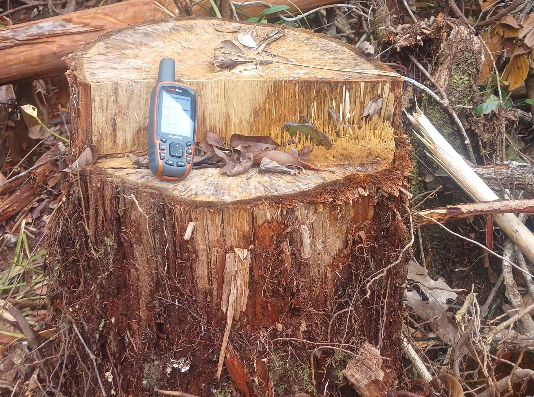 Mengenal Ramin, Kayu Indah yang ‘Sangat Terancam Punah’